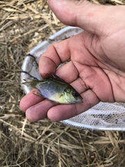Lepomis miniatus