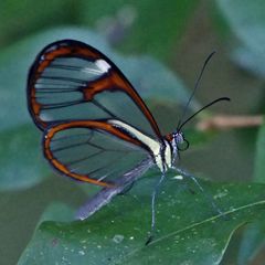 Ithomia agnosia zikani