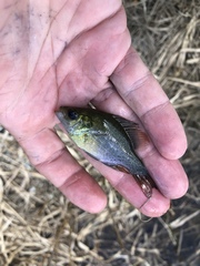 Lepomis miniatus