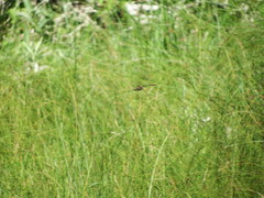 Somatochlora hineana