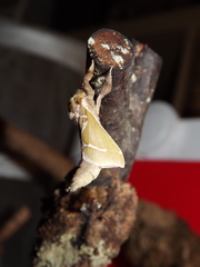 Aenetus tindalei