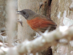 Synallaxis erythrothorax