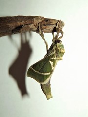 Aenetus tindalei