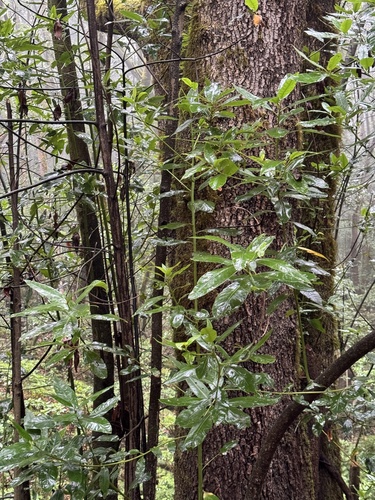 Persea indica (Persea indica)