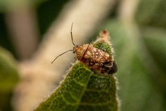 Monalocorisca