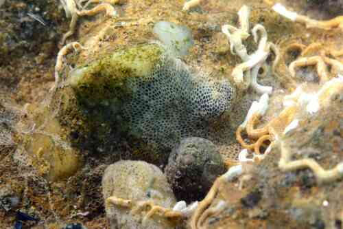 Encrusting Bryozoan, Bouches-du-Rhône, Provence-Alpes-Côte d'Azur, FR, photo 8 of 10