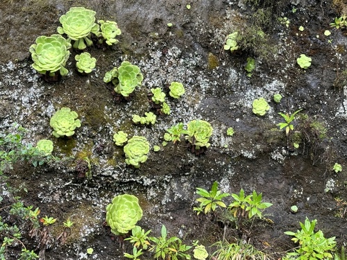 Aeonium canariense