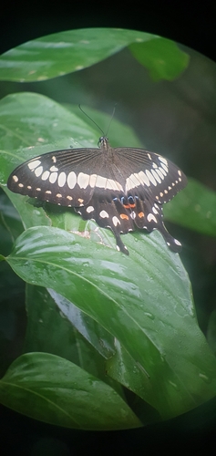Western emperor Swallowtail