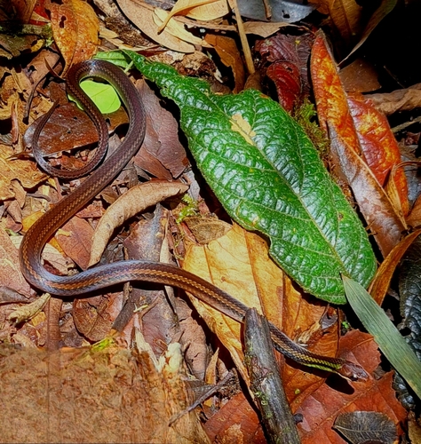 Erythrolamprus andinus