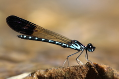 Heliocypha perforata