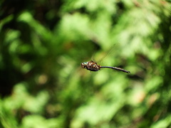 Somatochlora hineana