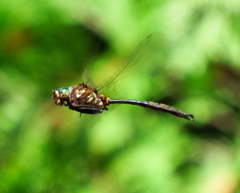 Somatochlora hineana
