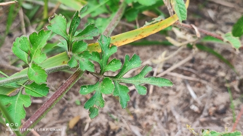 Image of Bidens gardneri by (c) Thomaz Ricardo Favreto Sinani, some rights reserved (CC BY)