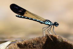 Heliocypha perforata