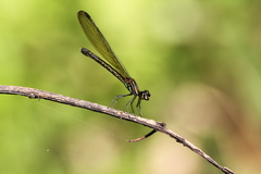 Heliocypha perforata