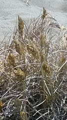 Poa macrantha