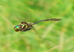 Somatochlora hineana