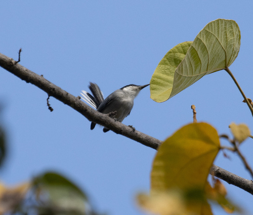 Tropical Gnatcatcher (Polioptila plumbea), photo 6