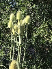 Dipsacus laciniatus