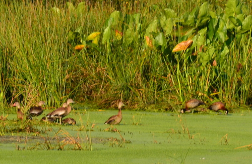 White-faced Whistling Duck