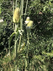 Dipsacus laciniatus
