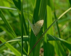Elophila icciusalis