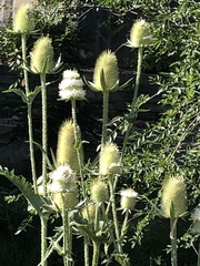 Dipsacus laciniatus