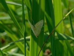 Elophila icciusalis