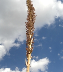 Dasylirion parryanum