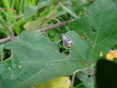 Leptinotarsa undecimlineata
