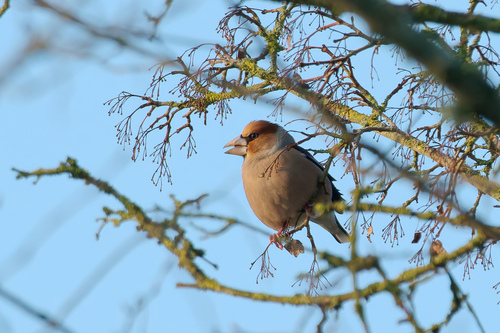 Picogordo común (Coccothraustes coccothraustes)
