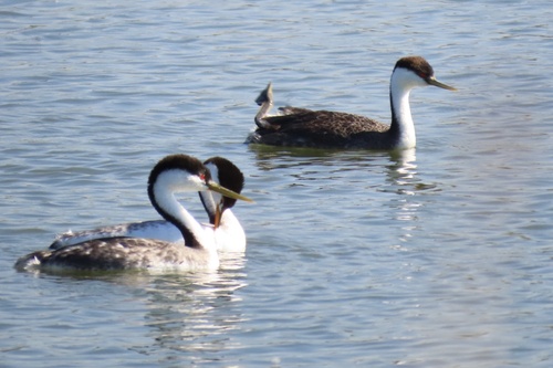 iNaturalist observation photo of Western Grebe