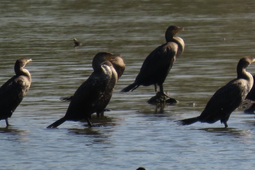 iNaturalist observation photo of Double-crested Cormorant
