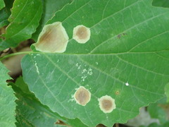 Cameraria hamameliella