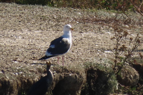 iNaturalist observation photo of Western Gull