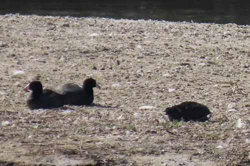 iNaturalist observation photo of American Coot