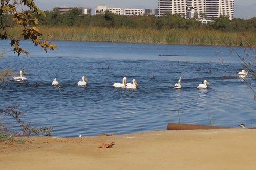 iNaturalist observation photo of American White Pelican