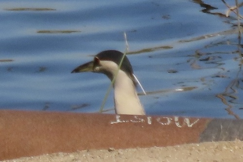 iNaturalist observation photo of Black-crowned Night Heron