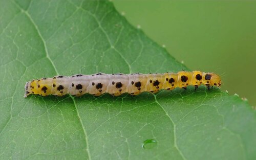 Black-tipped Ermine, photo 2 of 7