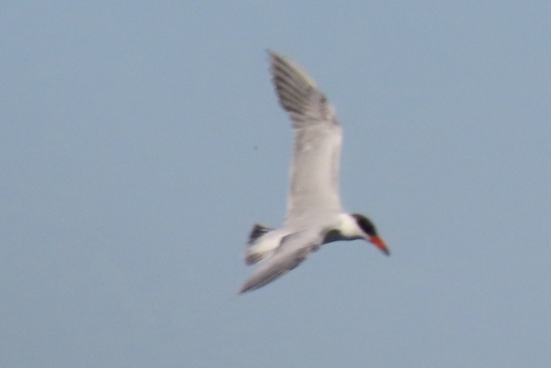 iNaturalist observation photo of Caspian Tern