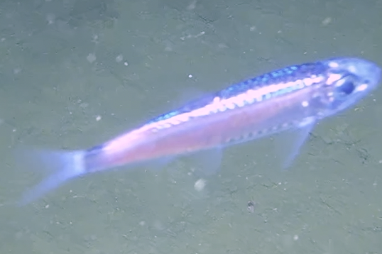 Falkland herring (Sprattus fuegensis) — Clupeidae