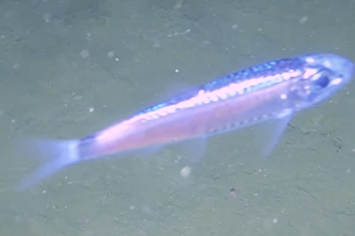 Falkland herring (Sprattus fuegensis) — Clupeidae