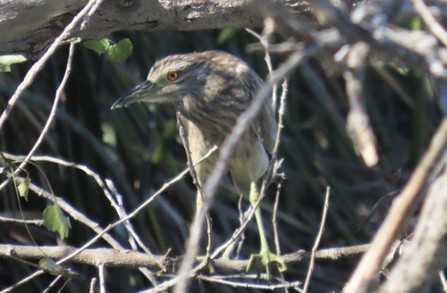 iNaturalist observation photo of Black-crowned Night Heron