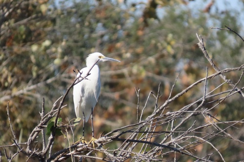iNaturalist observation photo of Snowy Egret