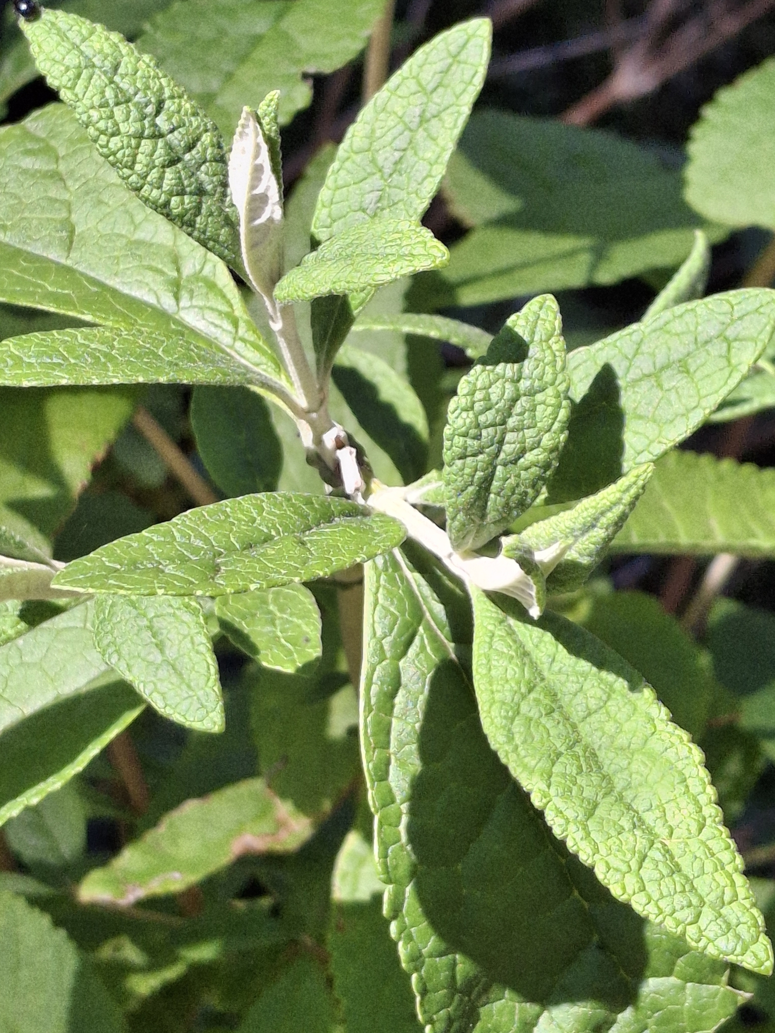 Imagem de Buddleja