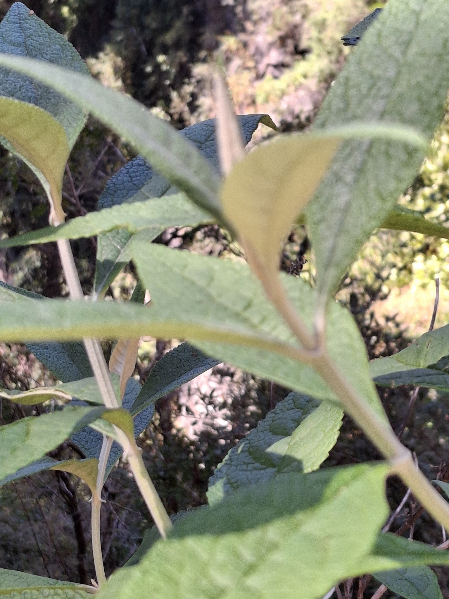 Imagem de Buddleja