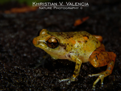Diasporus lynchi