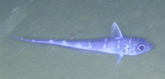 Banded Whip-Tail photo 1