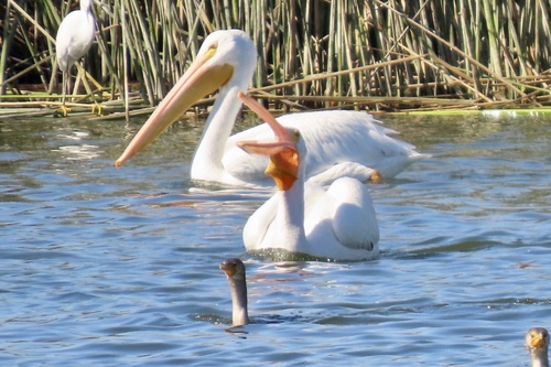 iNaturalist observation photo of American White Pelican