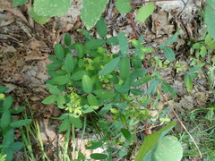 Lespedeza frutescens